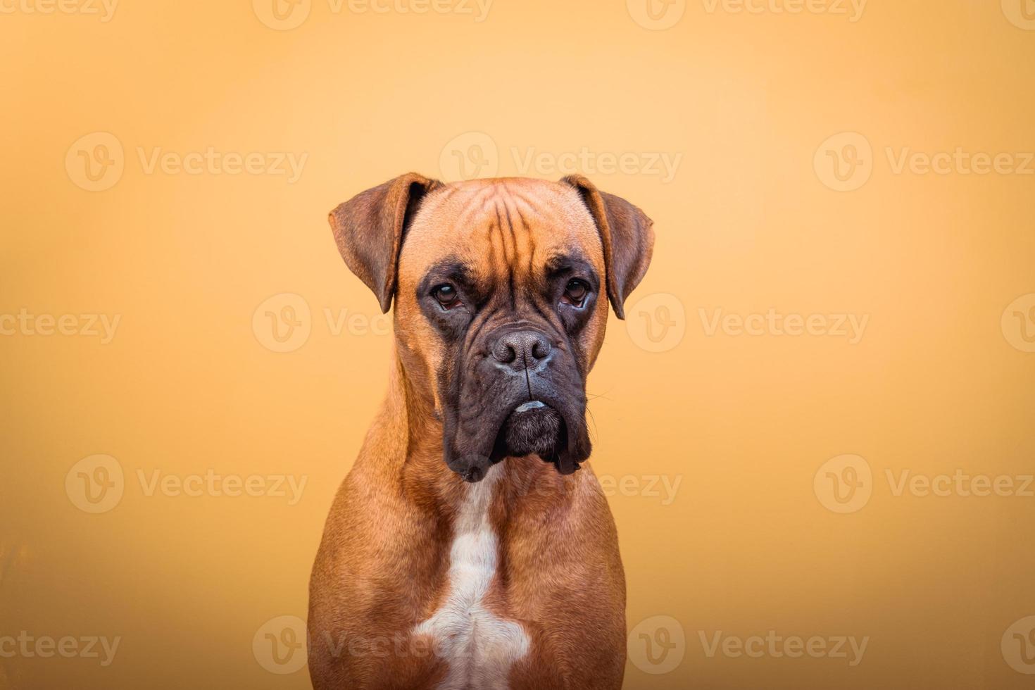 porträtt av söt boxerhund på färgglada bakgrunder, orange foto