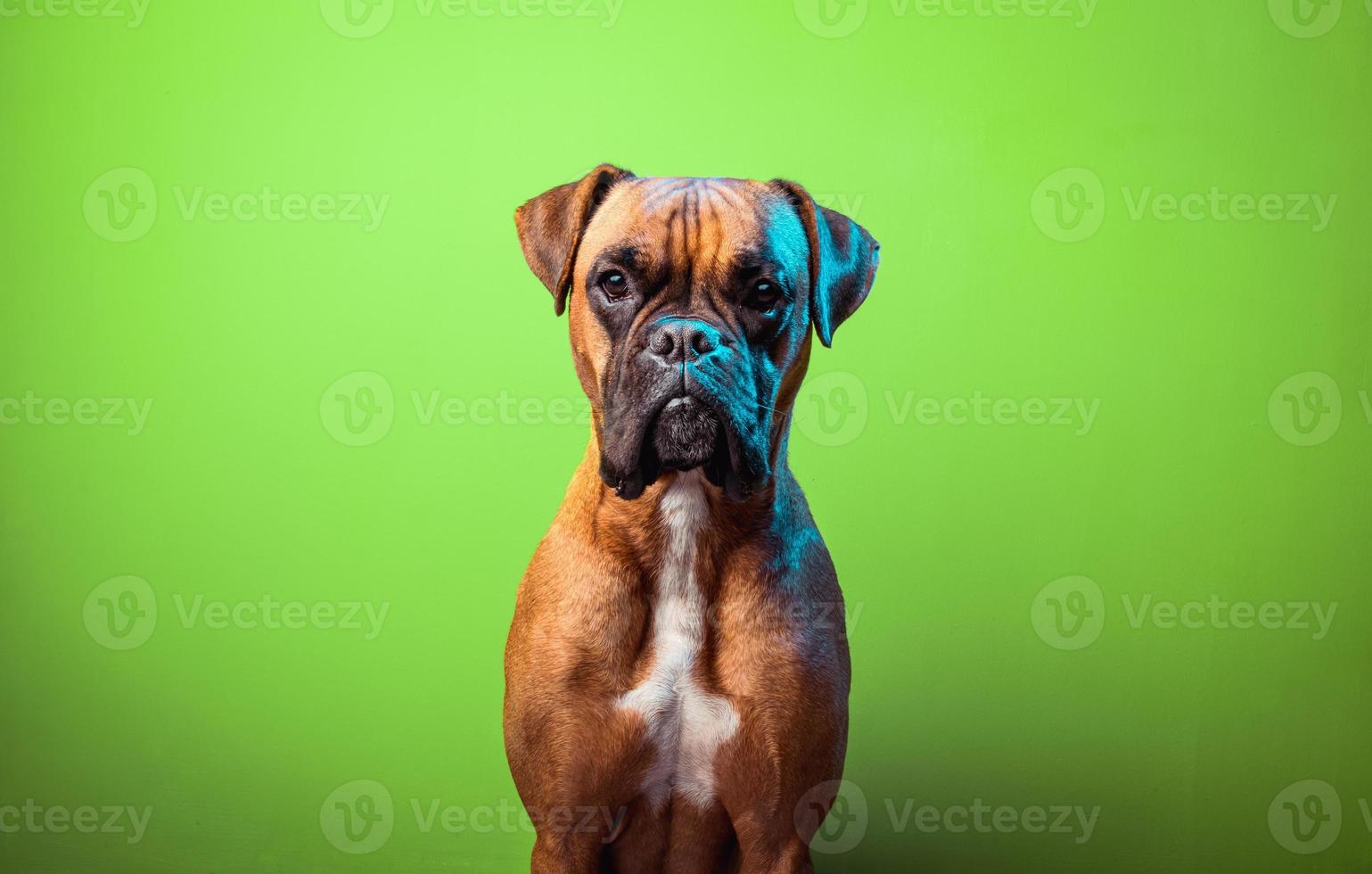porträtt av söt boxerhund på färgglada bakgrunder, orange foto