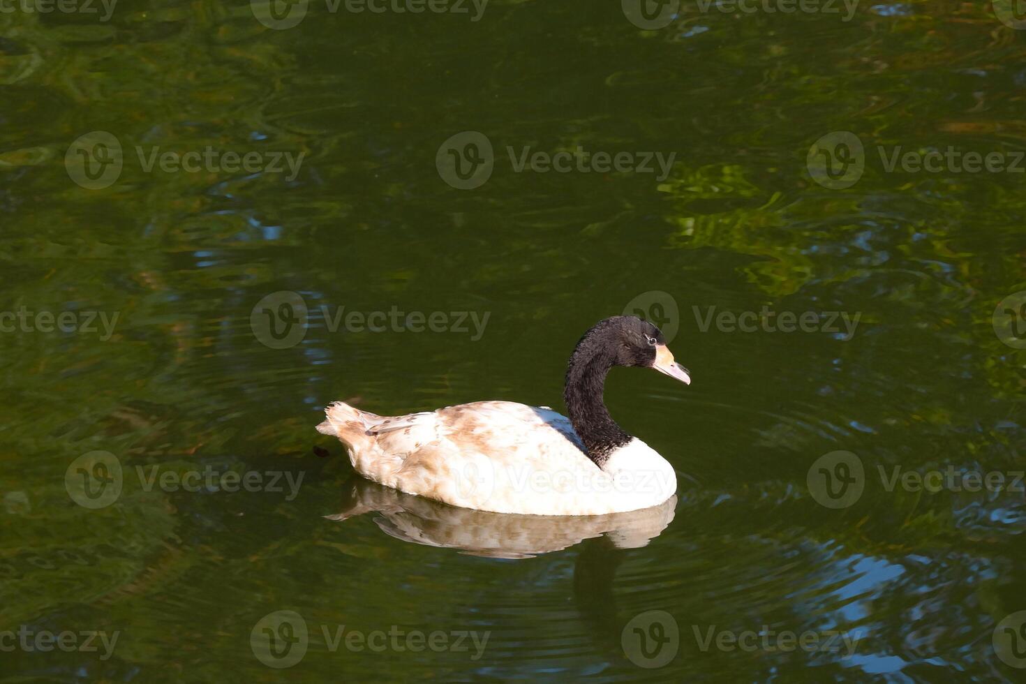 en ung svan simmar på en damm eller sjö. vild fåglar. foto