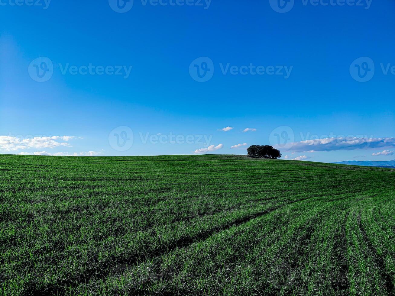 grön fält i vår säsong foto