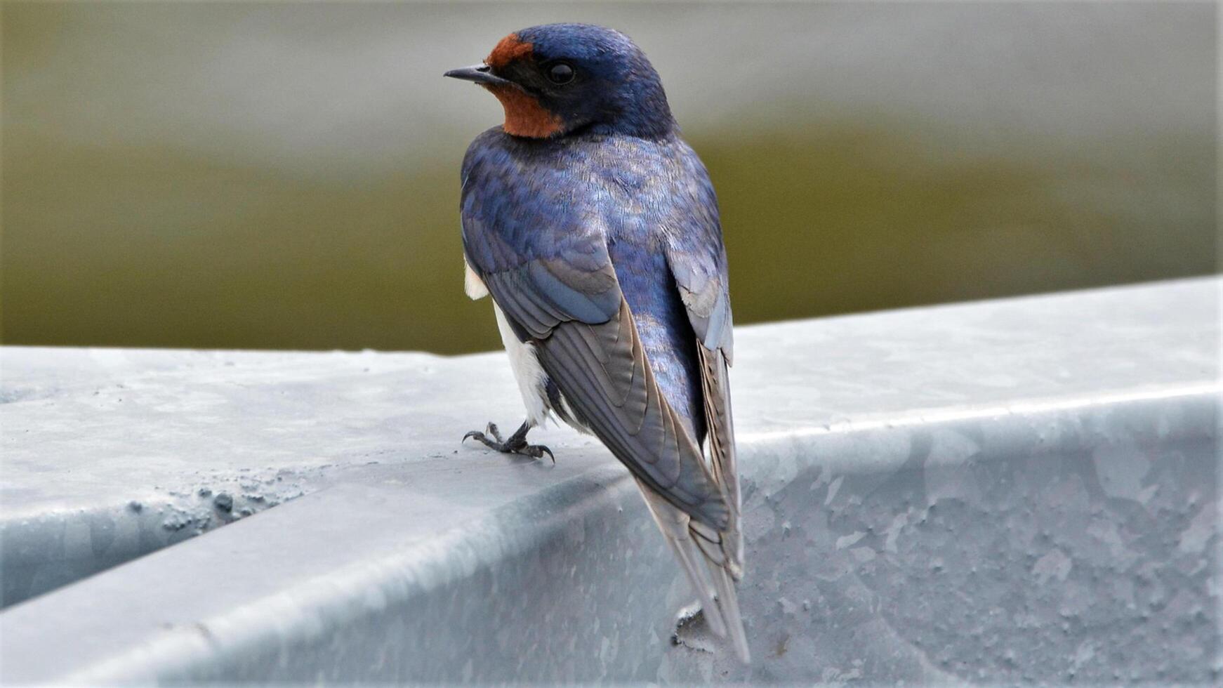 fågel fotografi, fågel bild, mest skön fågel fotografi, natur fotografi foto