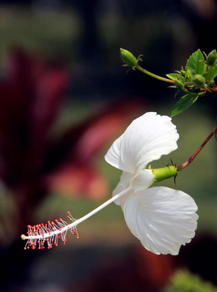 monark, skön fjäril fotografi, skön fjäril på blomma, makro fotografi, skön natur foto