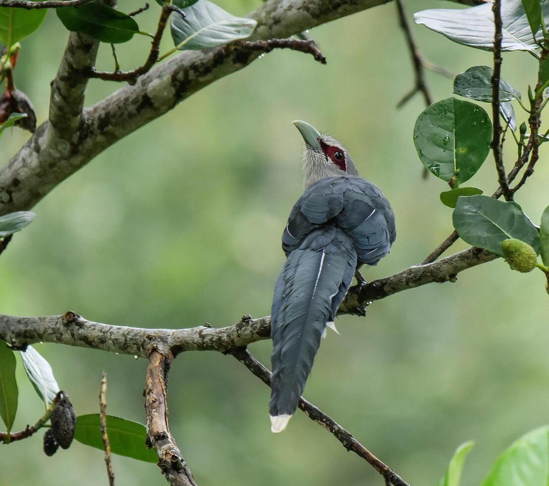 fågel fotografi, fågel bild, mest skön fågel fotografi, natur fotografi foto