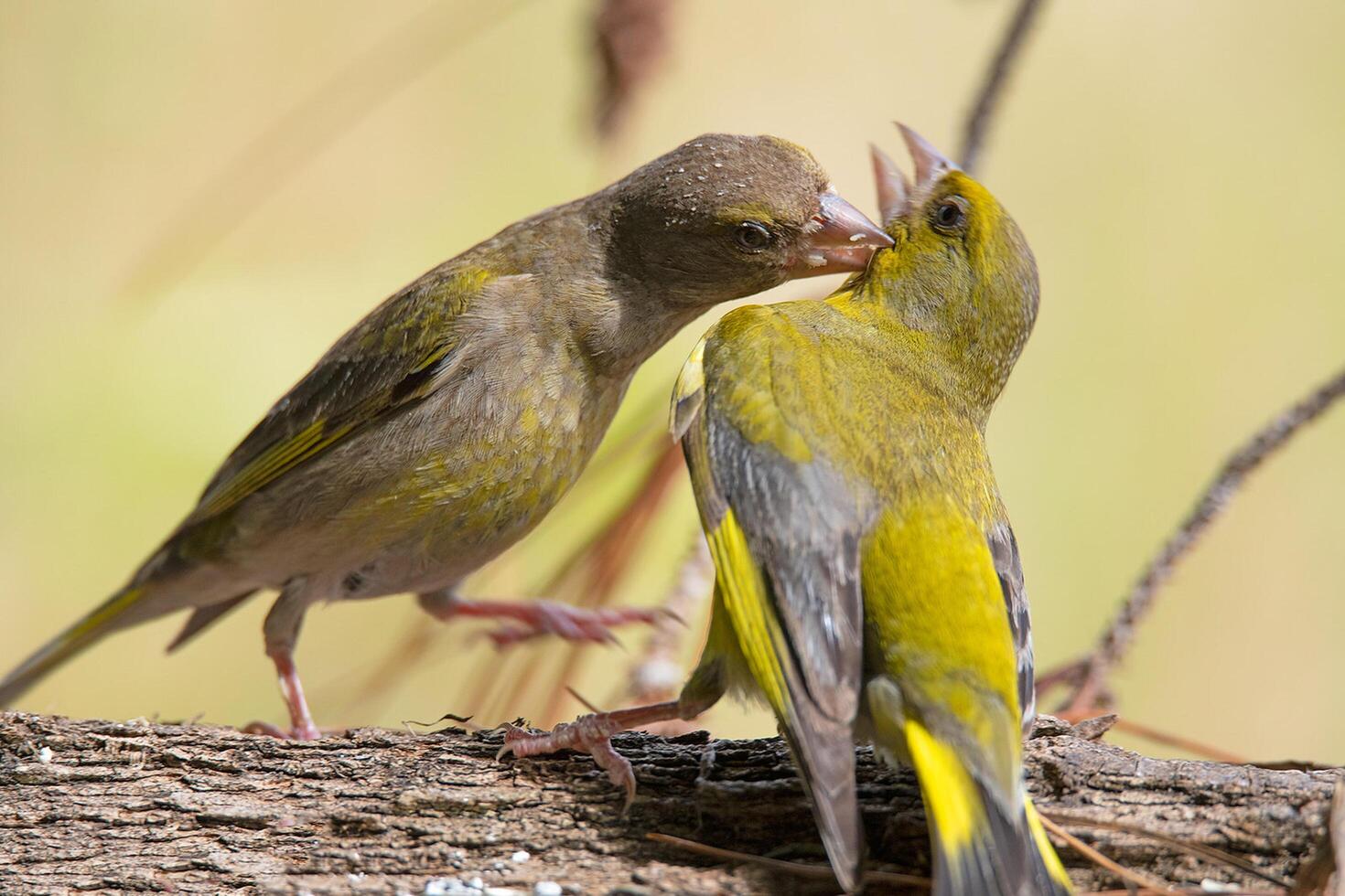 fågel fotografi, fågel bild, mest skön fågel fotografi, natur fotografi foto