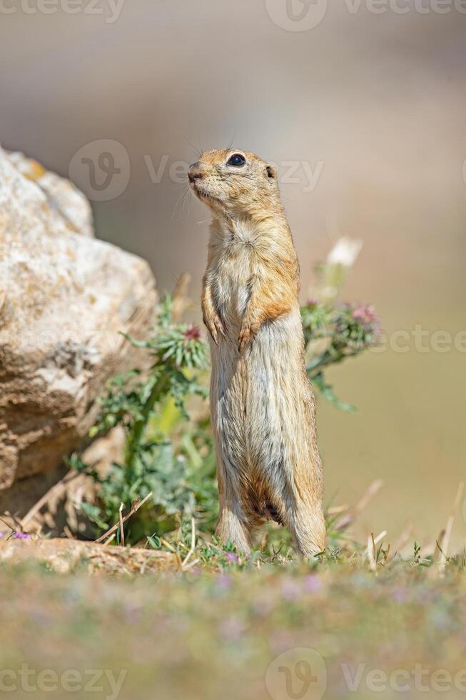 anatoliska souslik-mark ekorre spermophilus xanthoprymnus stående Nästa till en sten. foto