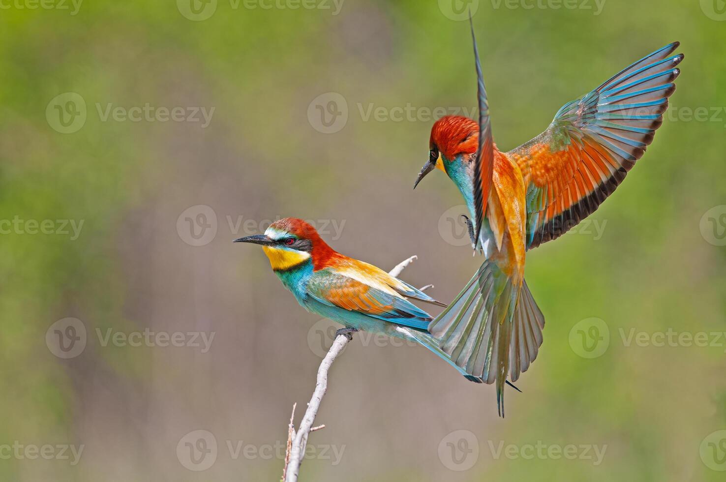 europeisk biätare, merops apiaster, med vingar spridning. grön bakgrund. färgrik fåglar. foto