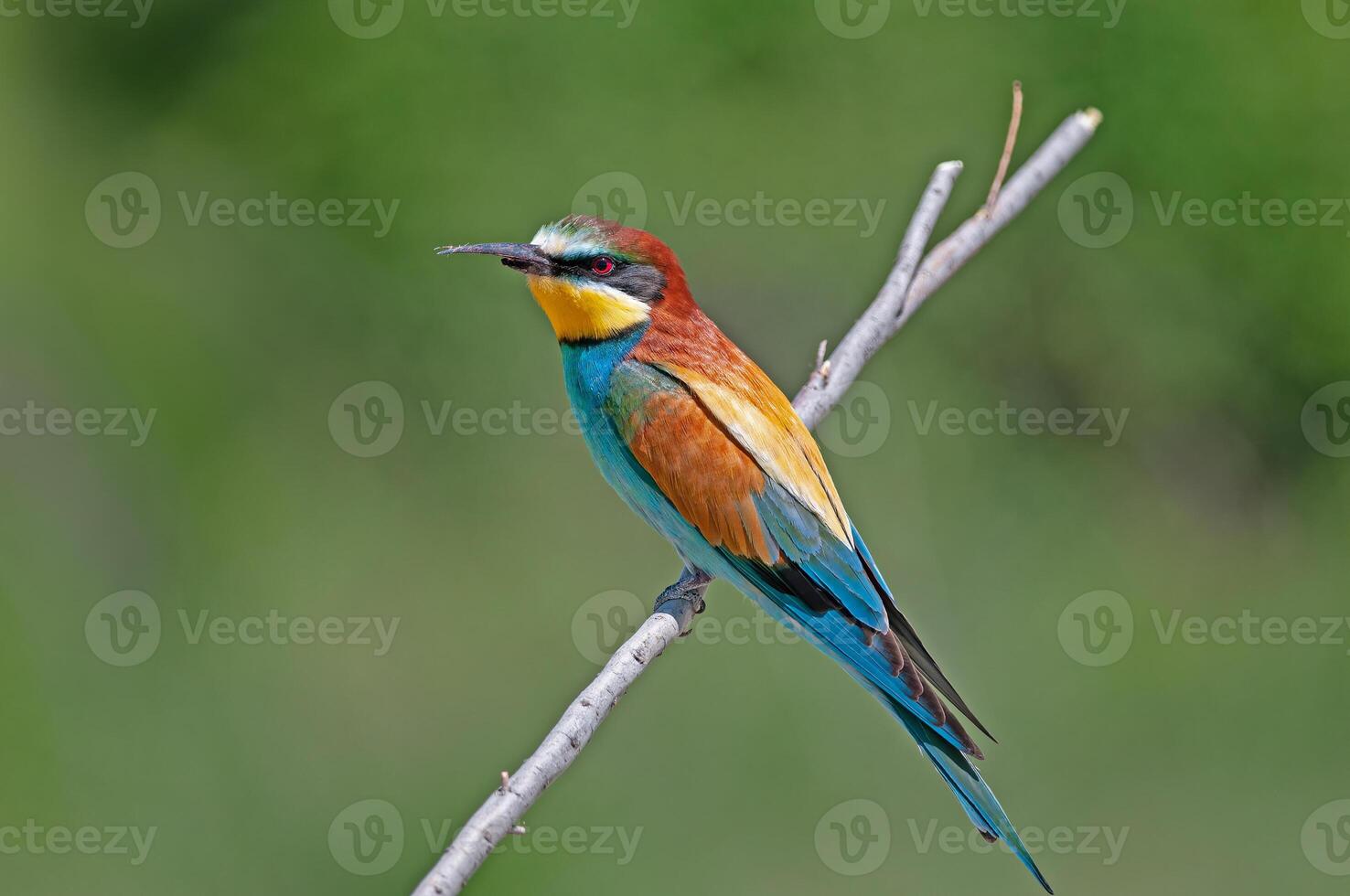 europeisk biätare med bruten näbb, merops apiaster på gren. grön bakgrund. färgrik fåglar. foto