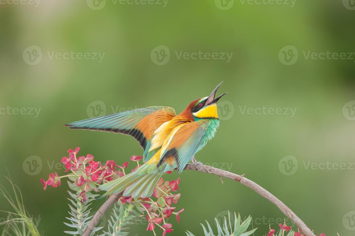 europeisk biätare, merops apiaster, ser på de himmel. grön bakgrund. färgrik fåglar. foto