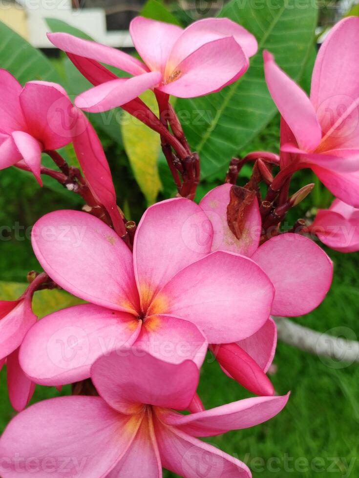 kreativ layout tillverkad av grön löv och rosa blomma.platt lekmannanatur konsept foto