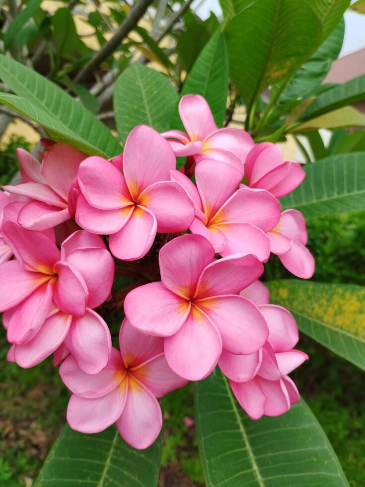 kreativ layout tillverkad av grön löv och rosa blomma.platt lekmannanatur konsept foto