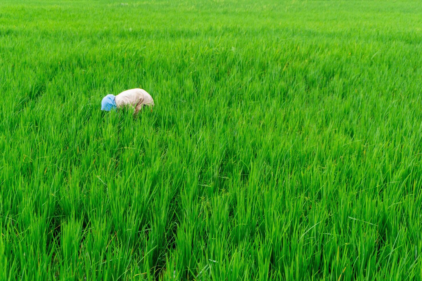 lantbruk arbetstagare arbete i ris fält. en moslem kvinna plantering ris i de odla. frodig grön ris irländare fält i lantlig indonesien foto