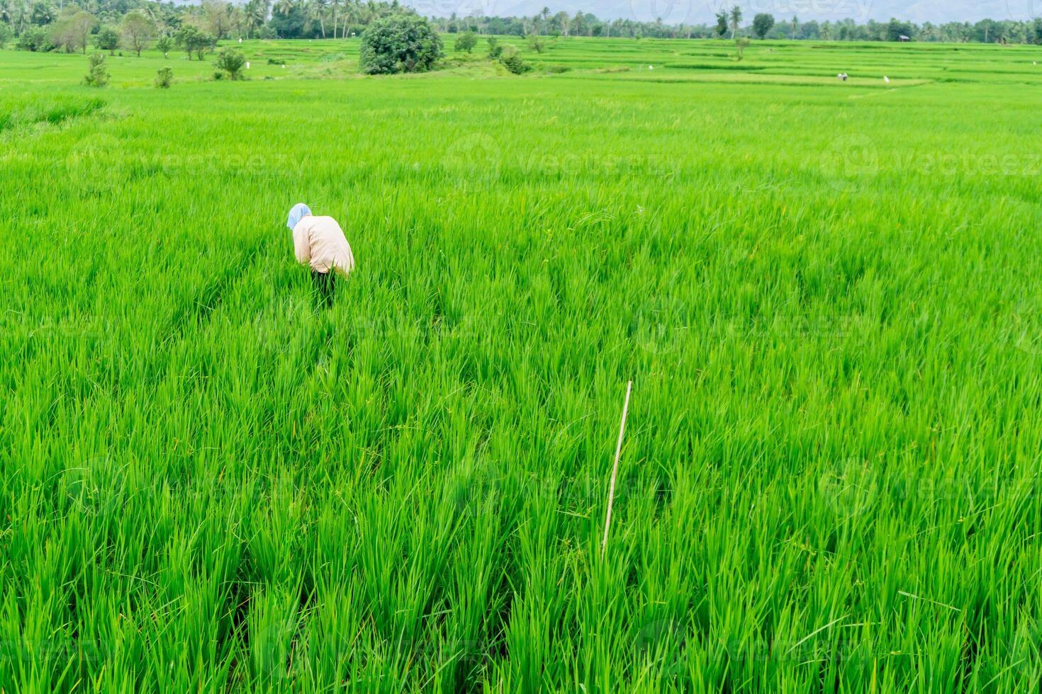 lantbruk arbetstagare arbete i ris fält. en moslem kvinna plantering ris i de odla. frodig grön ris irländare fält i lantlig indonesien foto