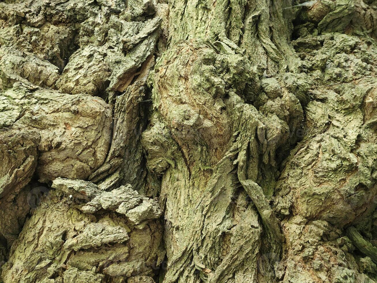 lövfällande träd bark. träd bark textur. årgång bakgrund foto