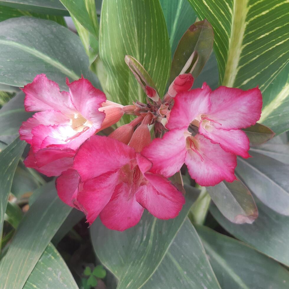 buketter av rosa hibiskus blommor blomma vibrerande foto