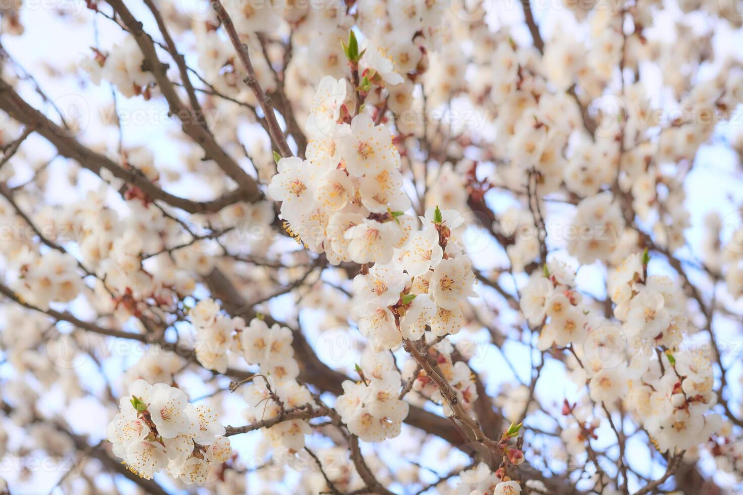 vit trevlig delikat vår blommor, frukt träd, trädgårdsarbete foto