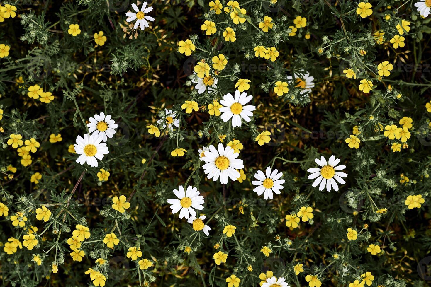 söt användbar medicin kamomill på en solig grön äng i skog parkera foto