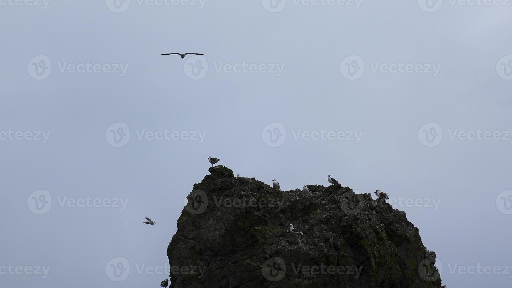 seagulls flyga förbi hav klippa. klämma. skön flock av seagulls på sten på bakgrund molnig himmel. flock av seagulls flyga förbi klippa i molnig väder foto