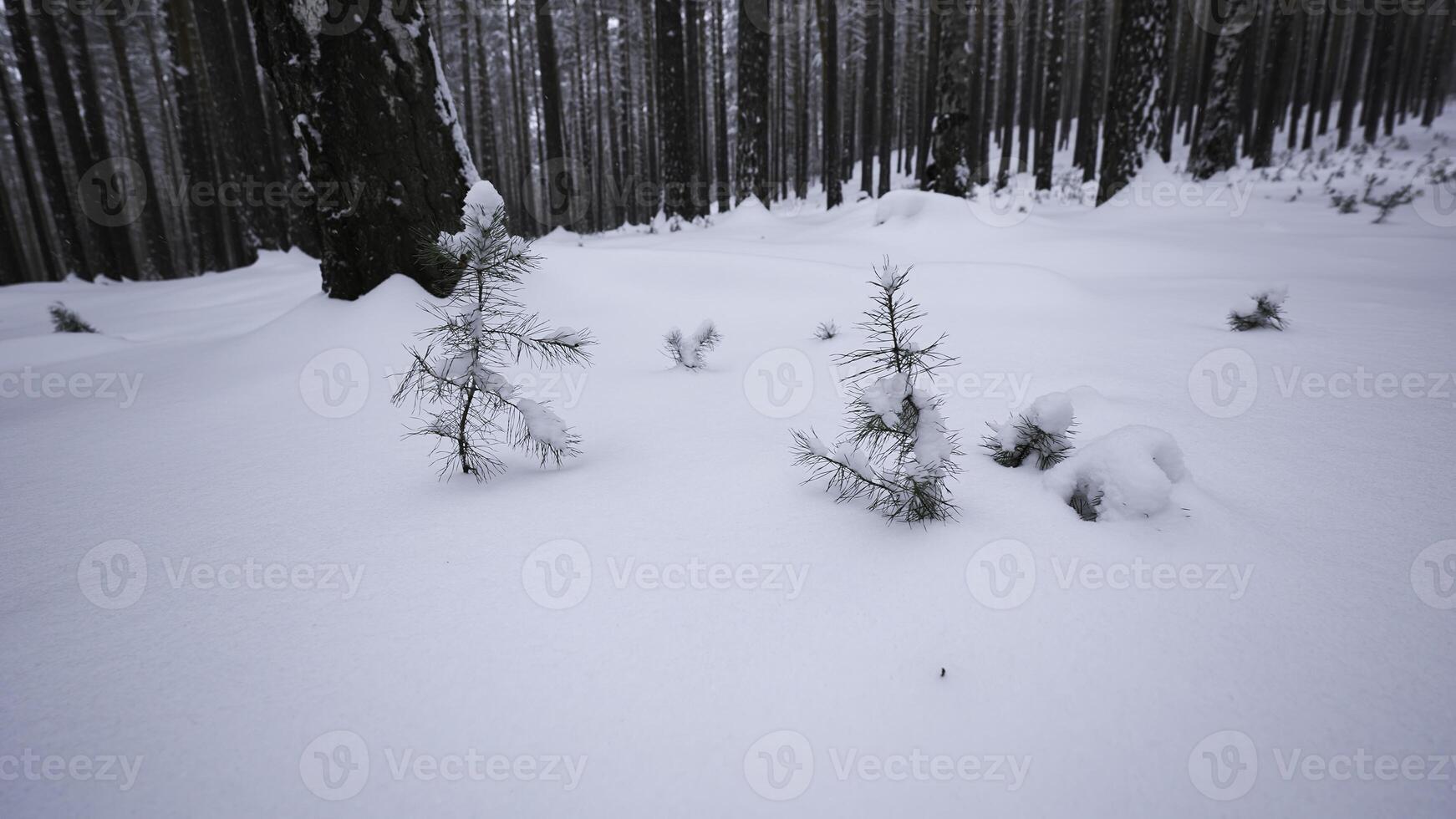 roterande kamera runt om i vinter- skog. media. cirkulär se runt om du i vild vinter- skog. roterande se av snödrivor i vinter- skog foto