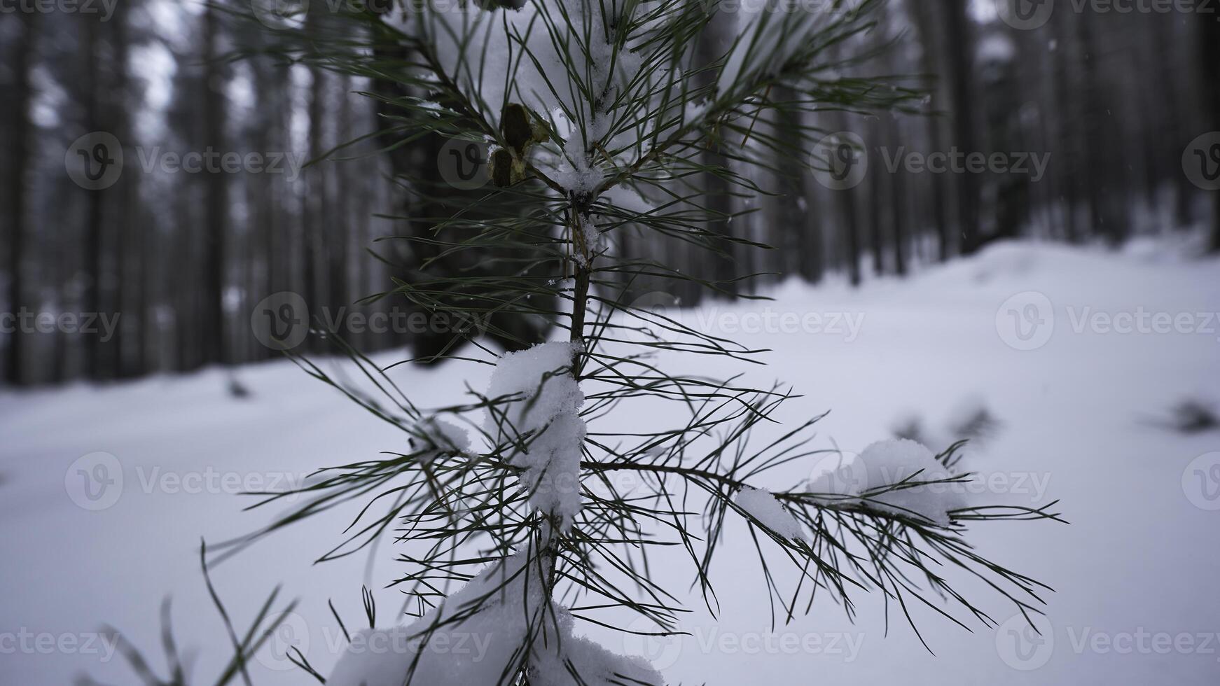 små växande gran träd i vinter- skog. media. närbild av små växande gran träd i vild skog i vinter. små ensam gran träd växer i vild vinter- skog foto