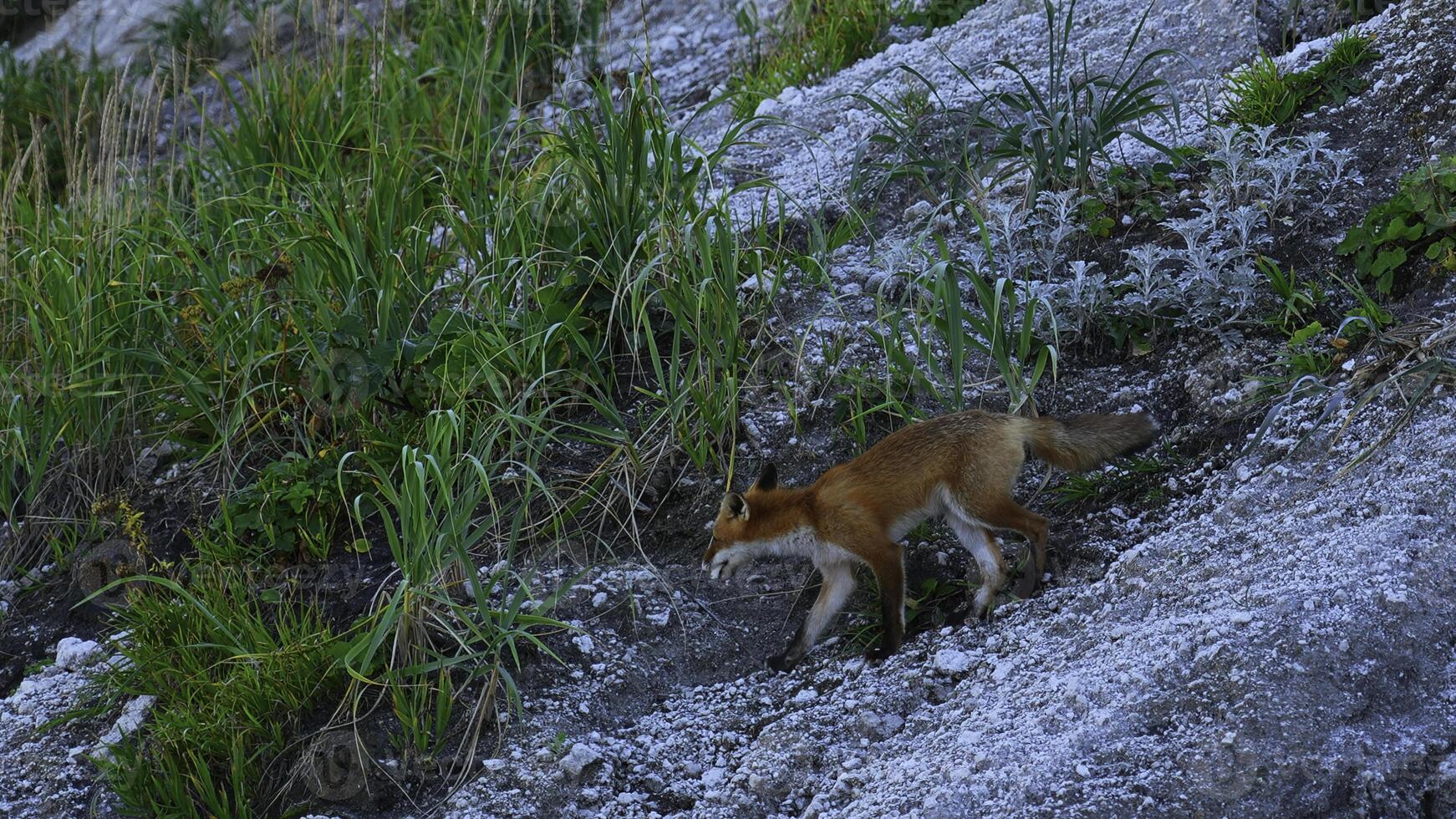 vild räv i natur i sommar. klämma. skytte skön röd räv i vild. röd räv kör på klippig backe med grön gräs. natur och vild djur foto