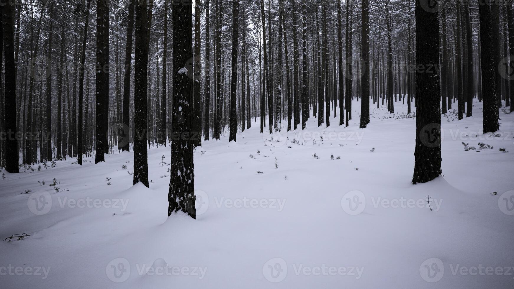 tall skog i de snö. media. vinter- skog med snö täckt träd och långsamt faller snöflingor. foto