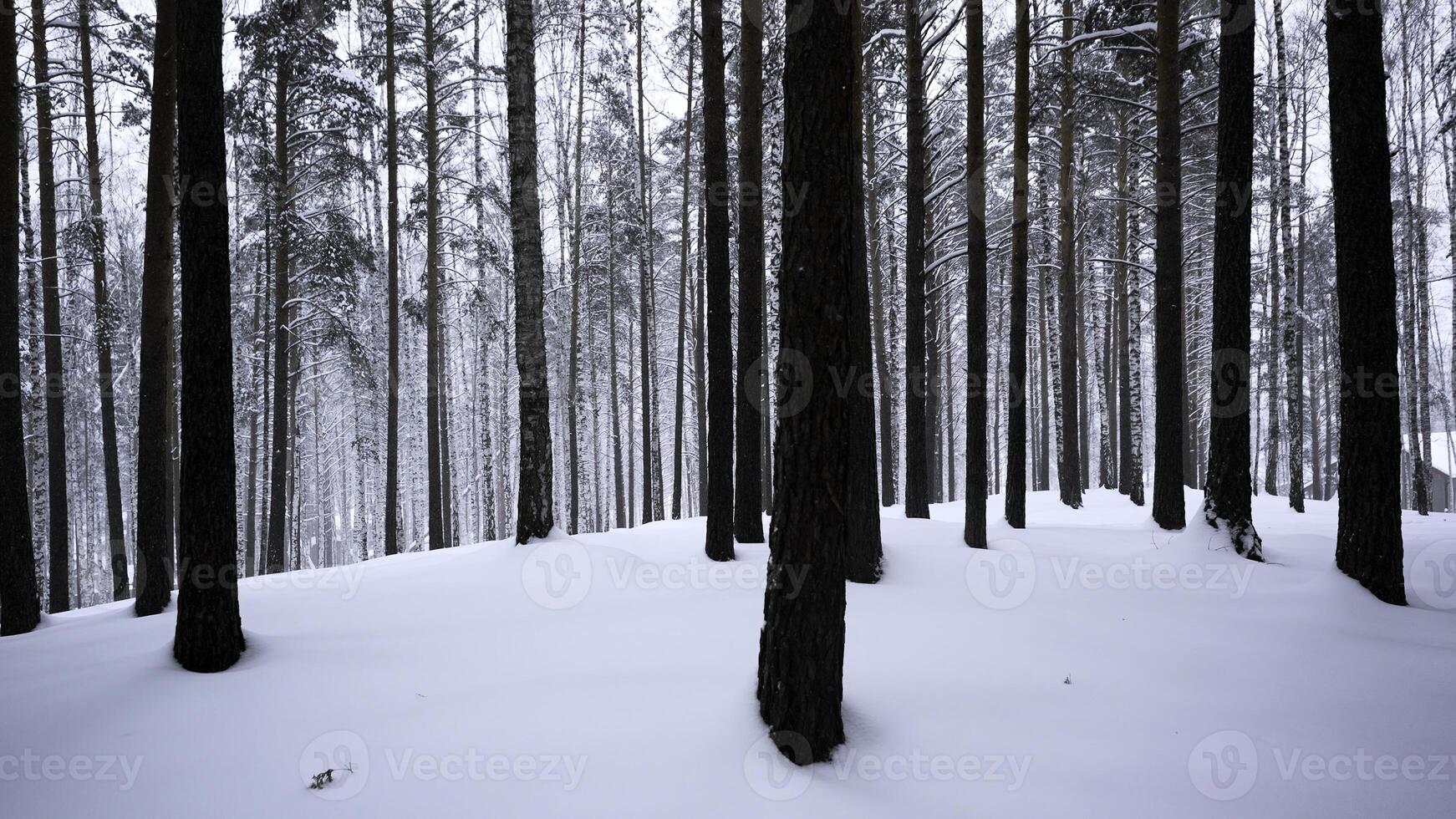 vinter- landskap med tall träd täckt med snö i vit skog. media. saga vinter- skog under snöfall. foto