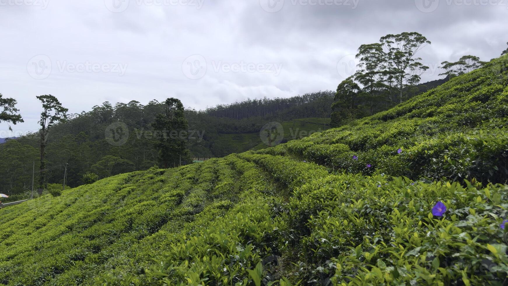 panorama- se av te fält i taiwan. handling. sluttning te plantager med molnig himmel ovan. foto