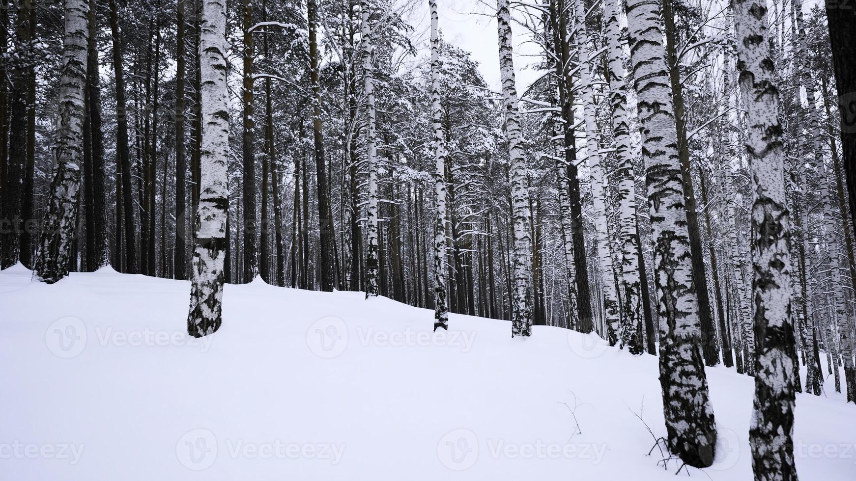 snöig och magisk tyst skog i vinter. media. skön frostig morgon- och björk träd. foto