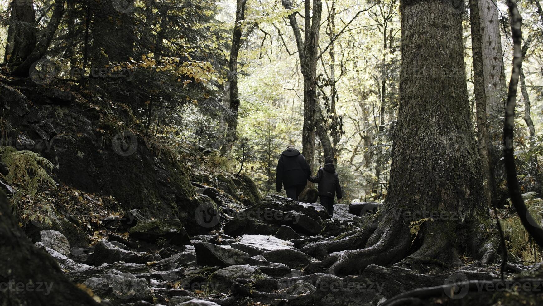 ung aktiva kvinna och henne son vandring, vandring i de skogen. kreativ. höst promenad på stenig väg med träd rötter. foto