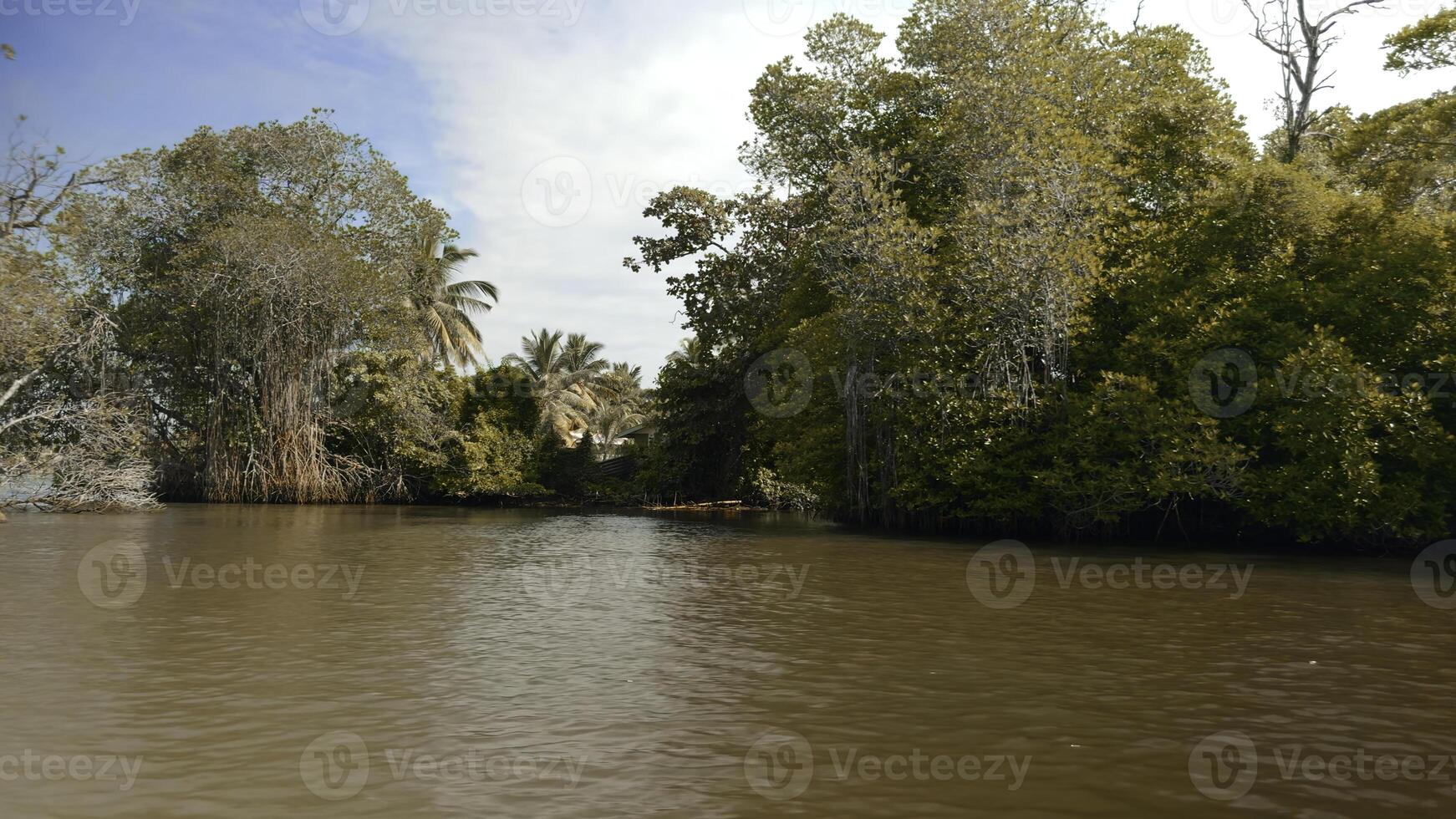 först person se från de båt flytande på de flod genom mangrove i de vild tropisk regnskog. handling. grön buskar och träd och smutsig flod. foto