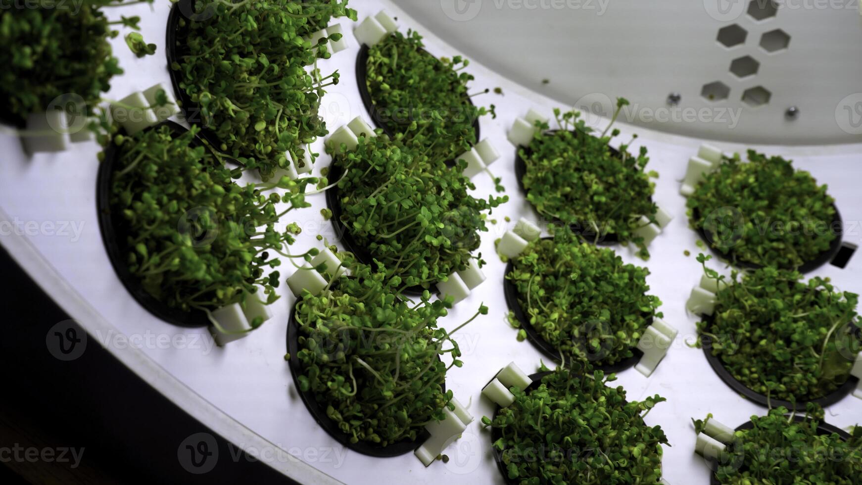 hydroponiska växter bruka roterande med särskild belysning. media. eco organisk modern lantbruk systemet. foto