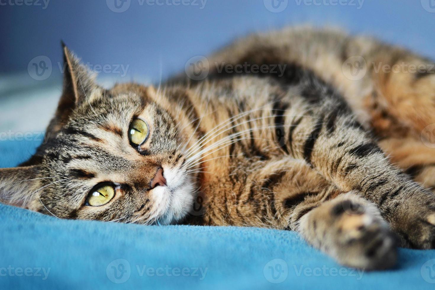 ett porträtt av en randig katt med gröna ögon ligger på en blå slöja. foto