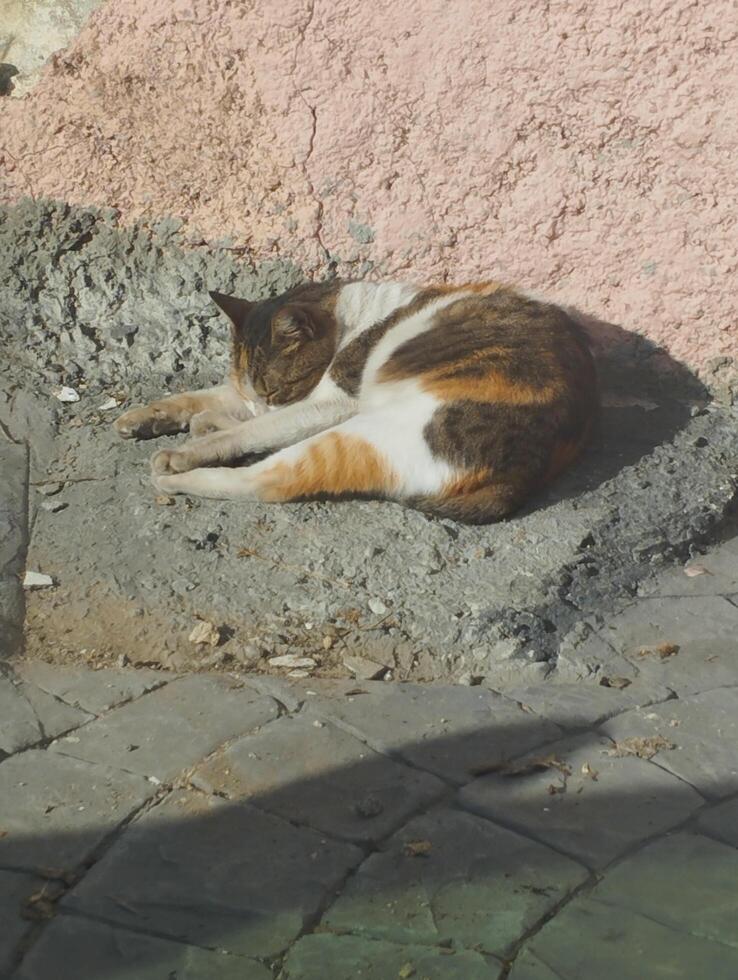 en katt Sammanträde på en cement avsats foto