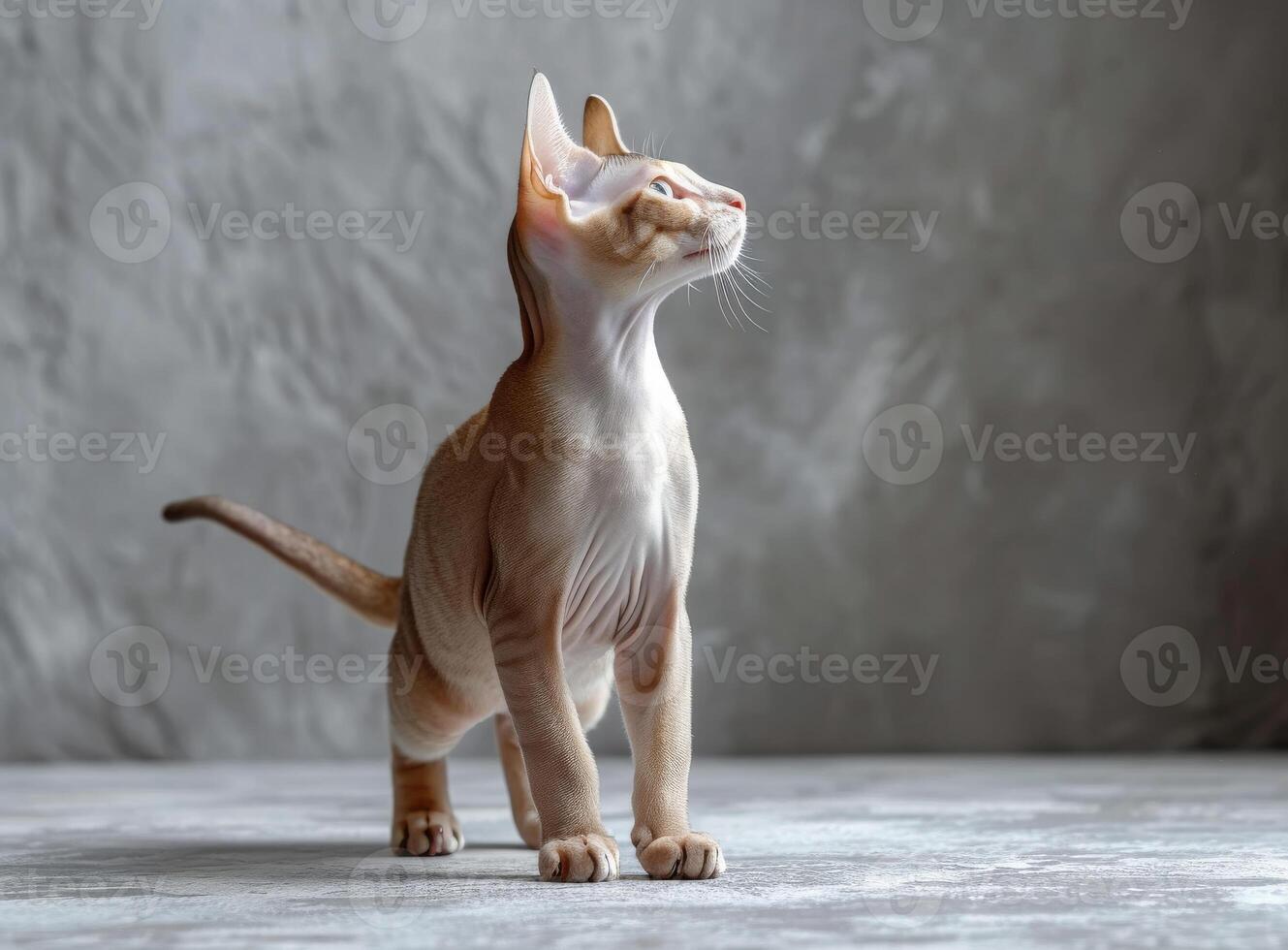 ai genererad skön ung devon rex katt är stående på grå bakgrund och ser upp. foto