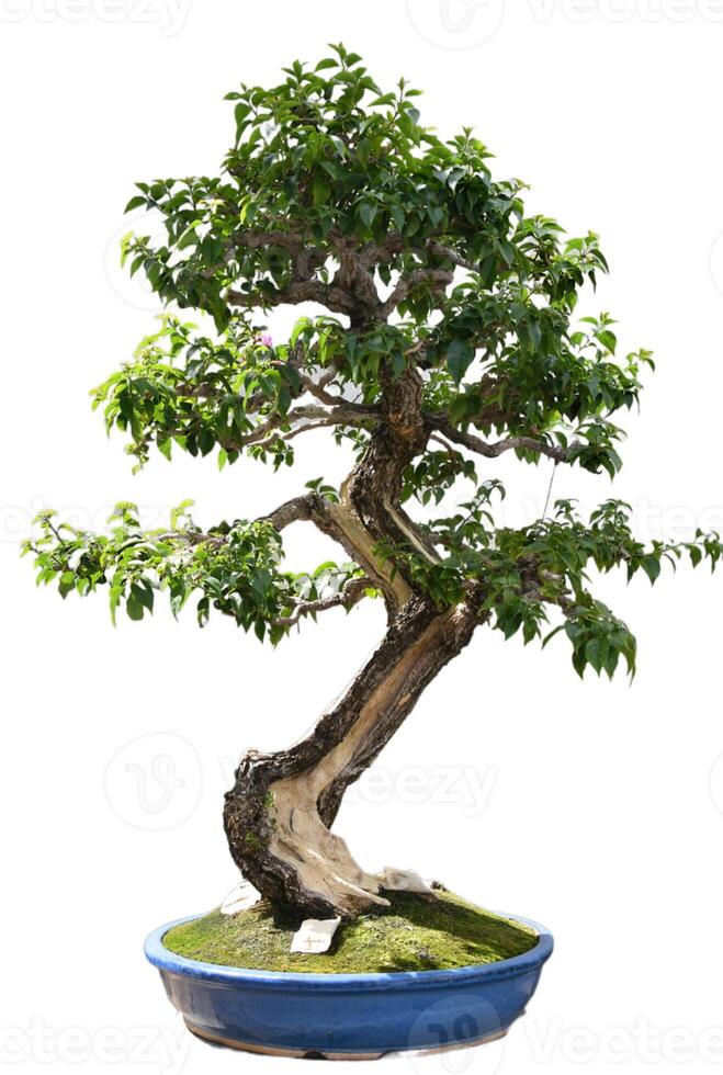 bougainvillea bonsai träd med trimmad grenar foto
