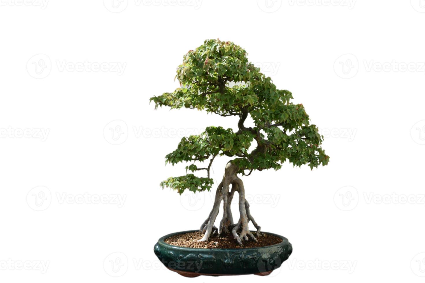 mycket liten knappträ bonsai träd formad och skulpterad foto