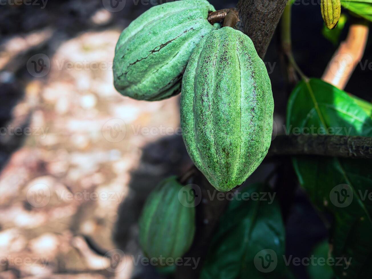 grön kakao skida växa på träd. de kakao träd theobroma kakao med frukter, rå kakao kakao träd växt frukt plantage foto