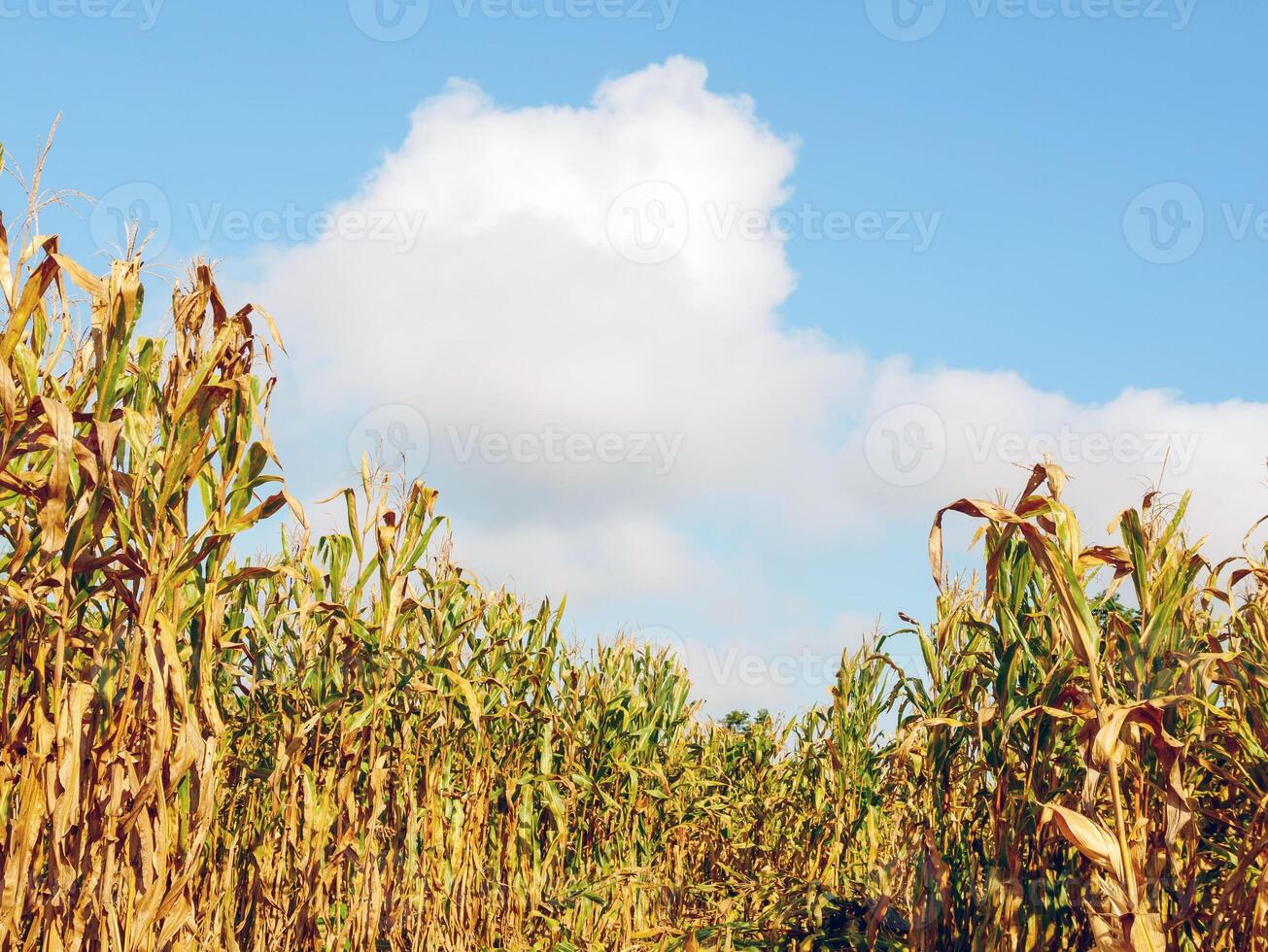 majs fält under skörda och blå himmel, torr majs fält redo för skörda foto
