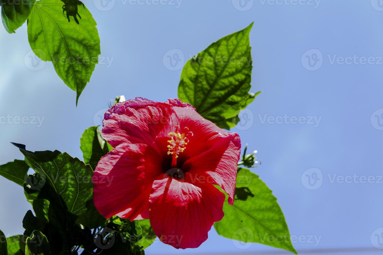 hibiskus blomma eller thespesia grandiflora foto