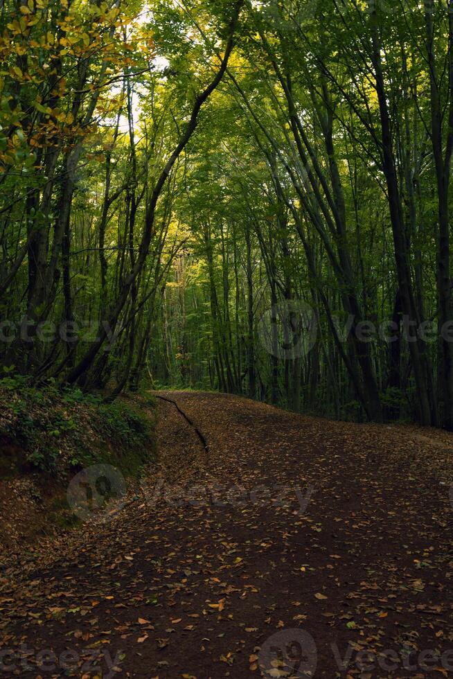 en joggning spår eller löpning spår i de frodig skog. joggning eller vandring begrepp Foto. foto