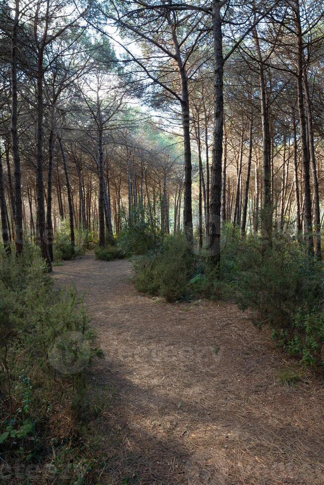 en smuts väg i de skog. joggning eller löpning spår i en tall skog foto