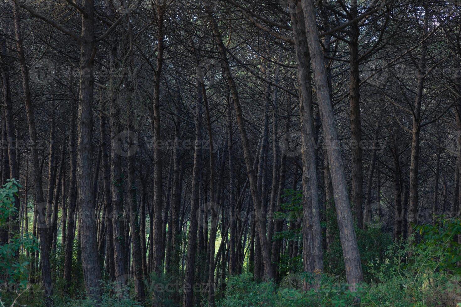 frodig tall skog se från inuti foto