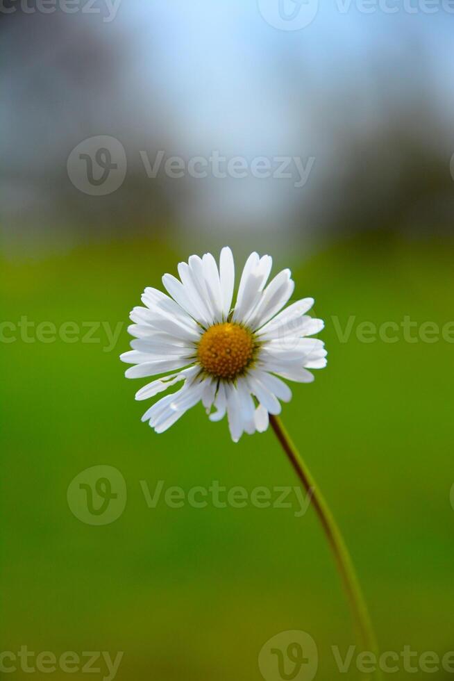 blomma tusensköna, topp se blomma gräs små blomma daisy vit. grön bakgrund. bb foto