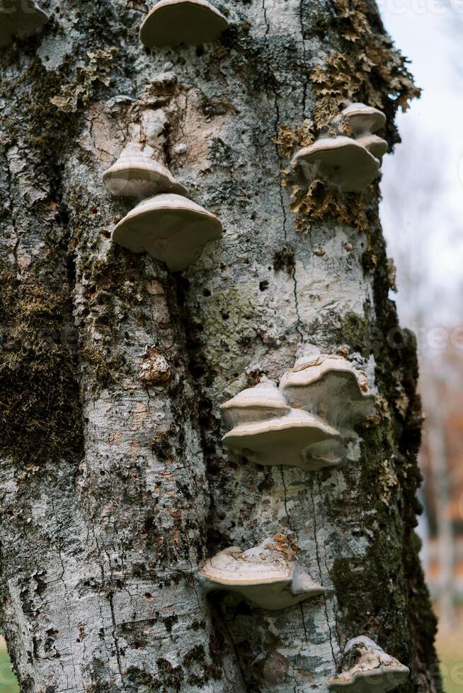 polyporer växa på de grå mossiga bark av en träd i de skog foto