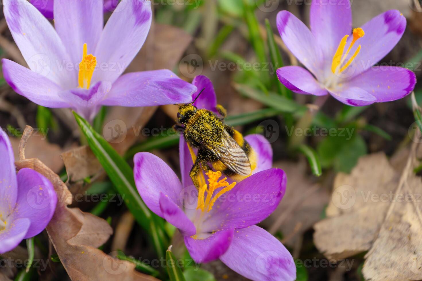 honung bi sammankomst pollen från lila krokus blommor i de vår trädgård foto