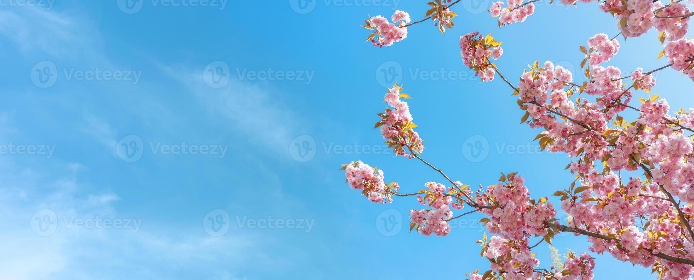 gren av blomning körsbär träd, rosa sakura blomma blomma på blå himmel bakgrund, baner, rubrik foto