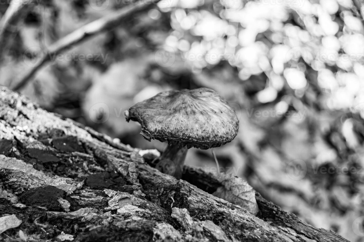 fotografi till tema stor skön giftig svamp i skog på löv bakgrund foto