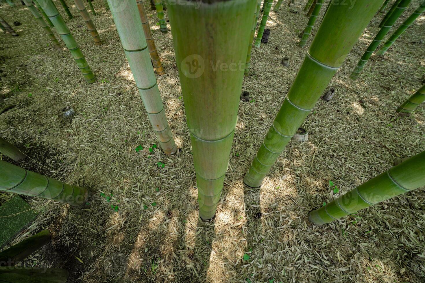 en grön bambu skog i vår solig dag ser ner foto