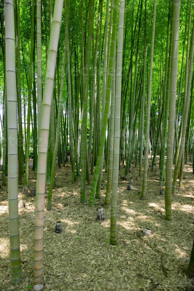en grön bambu skog i vår solig dag foto