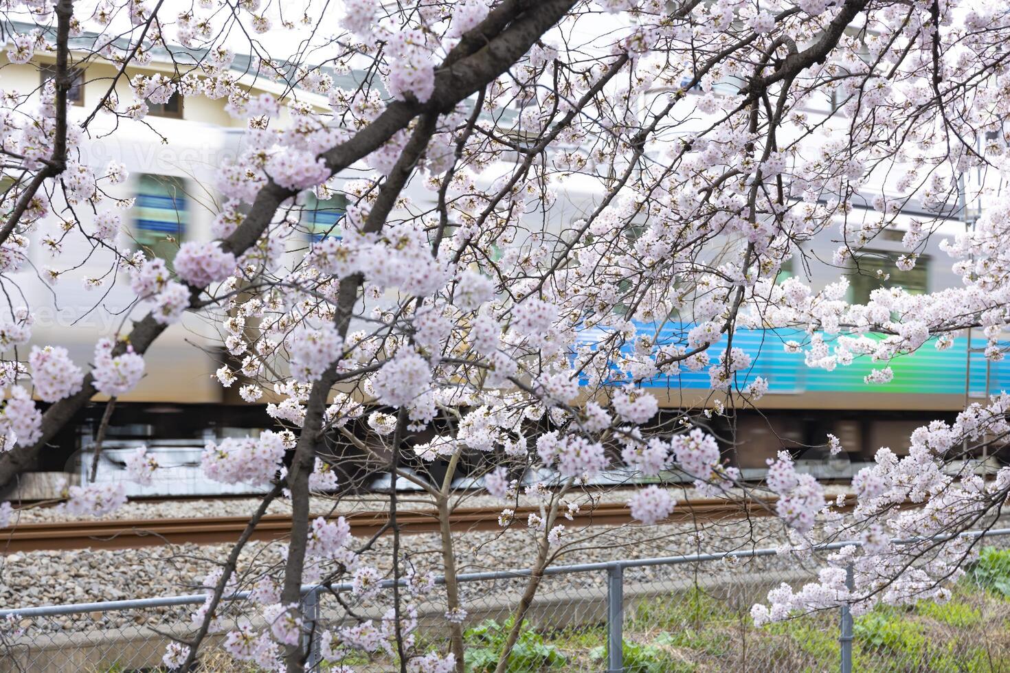 körsbär blomma på de parkera molnig dag foto